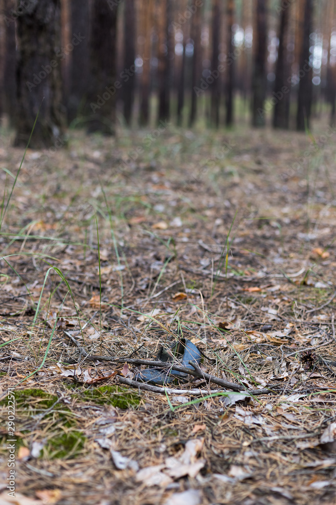Old lost single shoe in the pine forest. Old lost single shoe in the pine forest.
