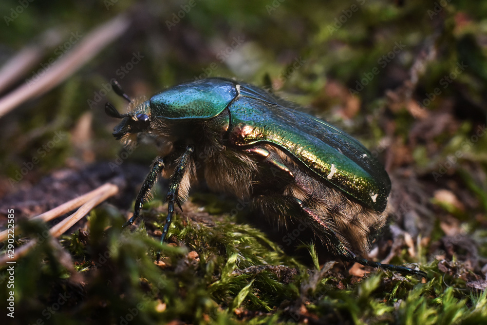 Portrait of a beetle Cetonia aurata. Macro photo. Portrait of a beetle Cetonia aurata. Macro photo.