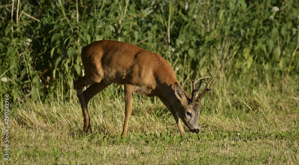 Jeleń Jeleń