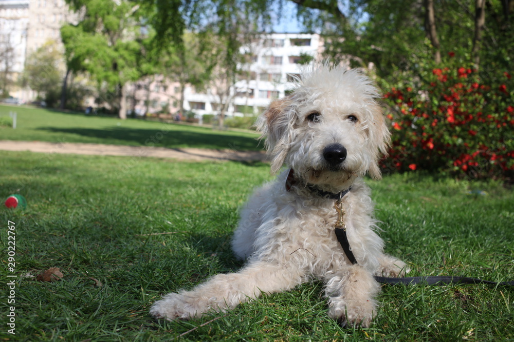 A sweet labradoodle puppy in the park