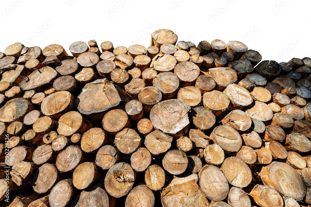 Close-up of a group of tree trunks of pine tree cut and stacked. Isolated on white background Close-up of a group of tree trunks of pine tree cut and stacked. Isolated on white background