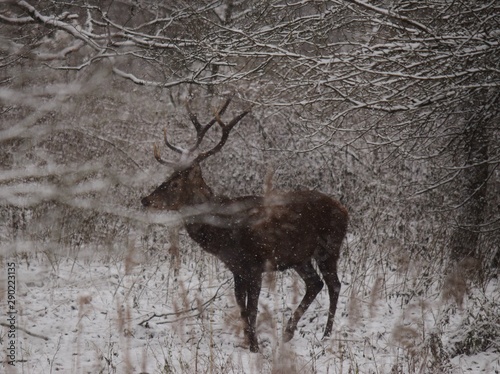 Fototapeta Naklejka Na Ścianę i Meble -  dzika natura