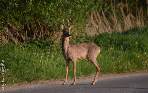Fototapeta Naklejka Na Ścianę i Meble -  dzika natura