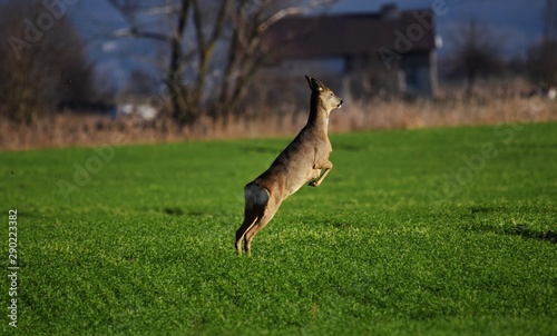 Fototapeta Naklejka Na Ścianę i Meble -  sarna