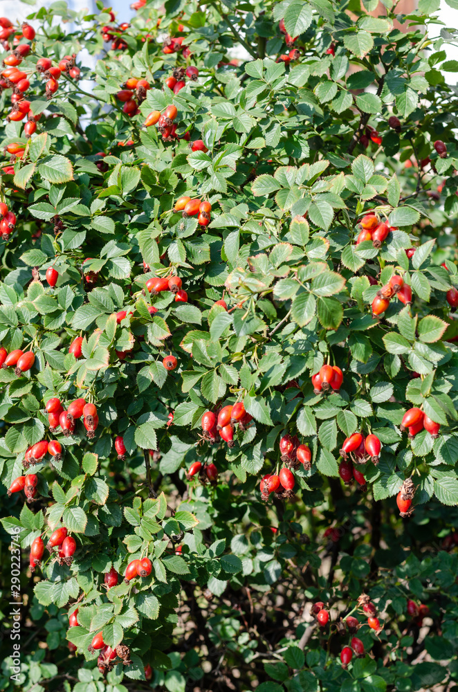 Rosehip bush with ripe red berries on a sunny day. Rose hips on a branch. Dog-rose fruits. Outdoors