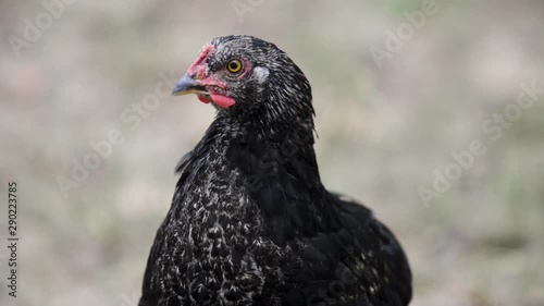 Wallpaper Mural Close-up of a black hen from a hennery in a yard Torontodigital.ca