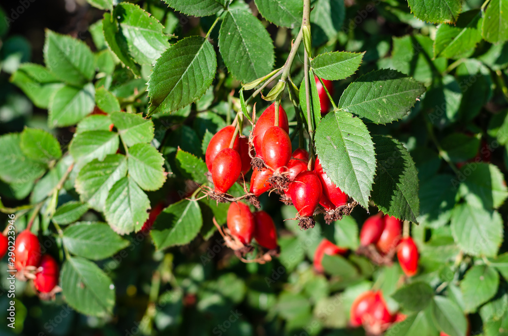 Obraz premium Rosehip bush with ripe red berries on a sunny day. Closeup of rose hips on a branch. Dog-rose fruits. Outdoors