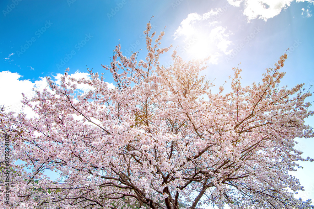 Pink cherry blossoms bloom in spring under bright sunlight with a beautiful sky background.