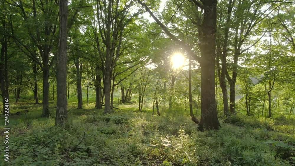 A slowly forward moving shot in the deep forest between tree trunks and rich vegetation during sunset. It's quite warm and fairy tale like during this golden hour time.