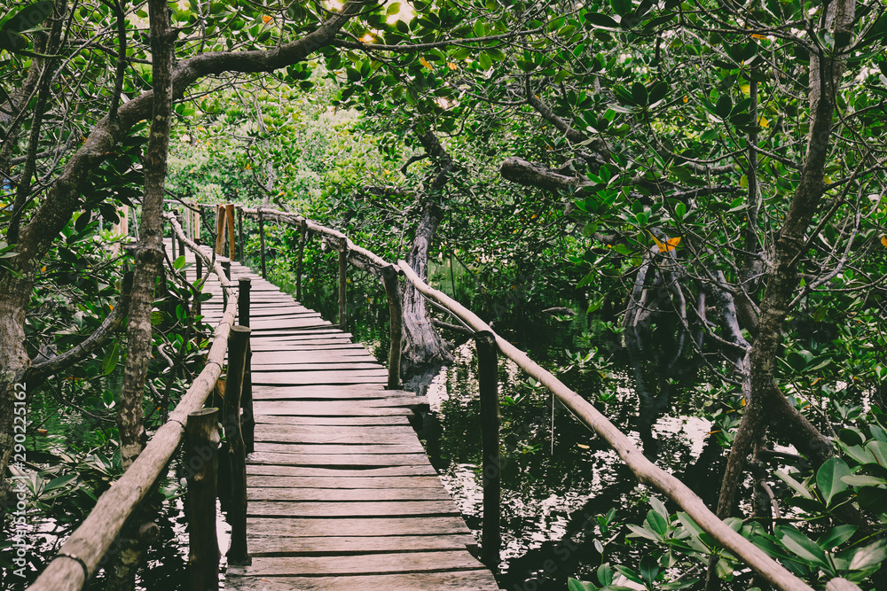 Obraz premium Wooden boardwalk through the Mangroves of Mida Creek, Kenya