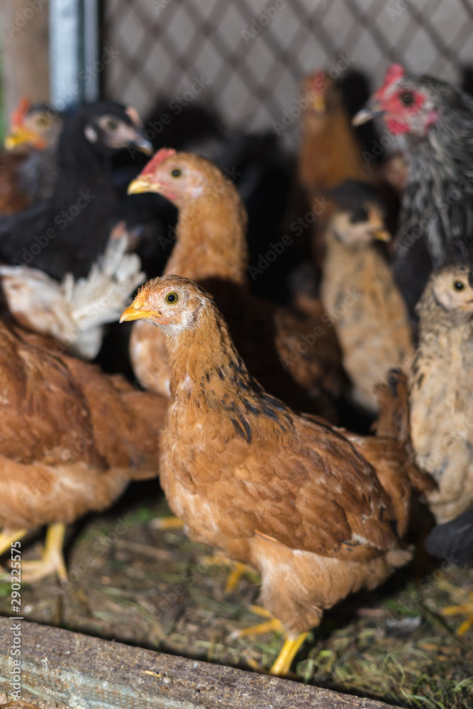 Fototapeta premium Chickens on the farm. Toned, style, color photo