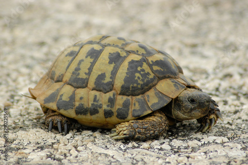A mediterranean turtle on the go