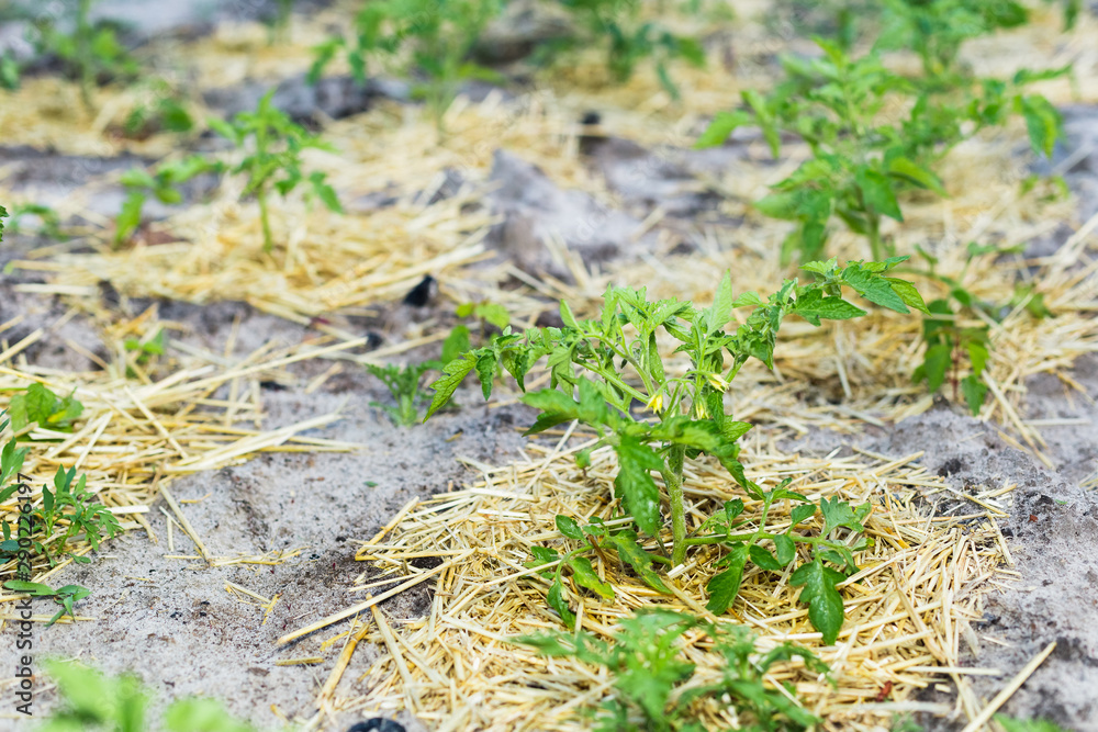 Young mulched tomatoes on the garden in sandy soil Young mulched tomatoes on the garden in sandy soil