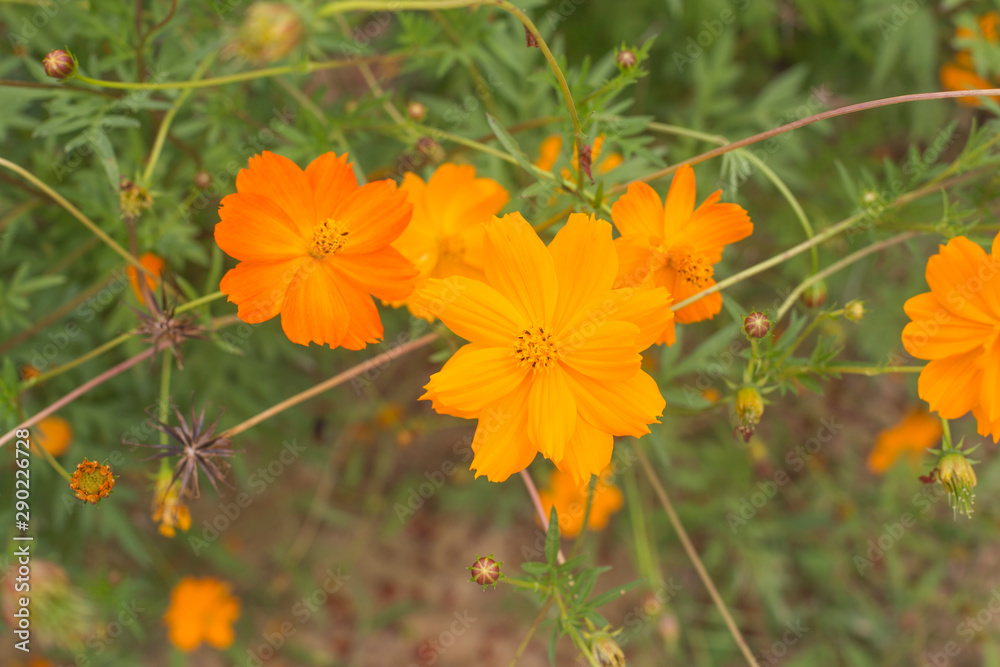Orange and yellow Sulfur cosmos flowers in garden Orange and yellow Sulfur cosmos flowers in garden