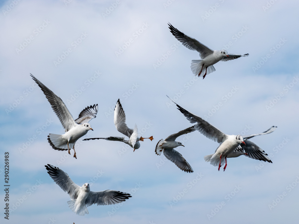 Obraz premium beautiful seagulls against the blue sky