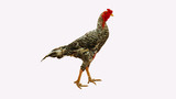 The male rooster has a separate pattern set on a white background.