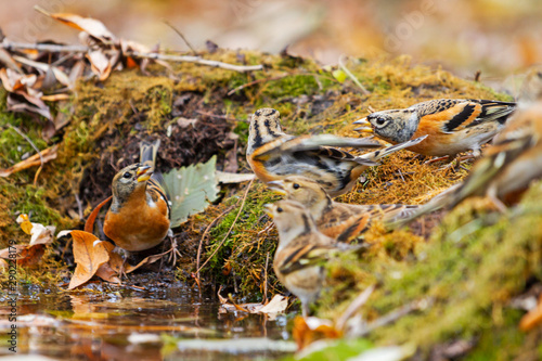 autumn birds at a watering place among autumn colors