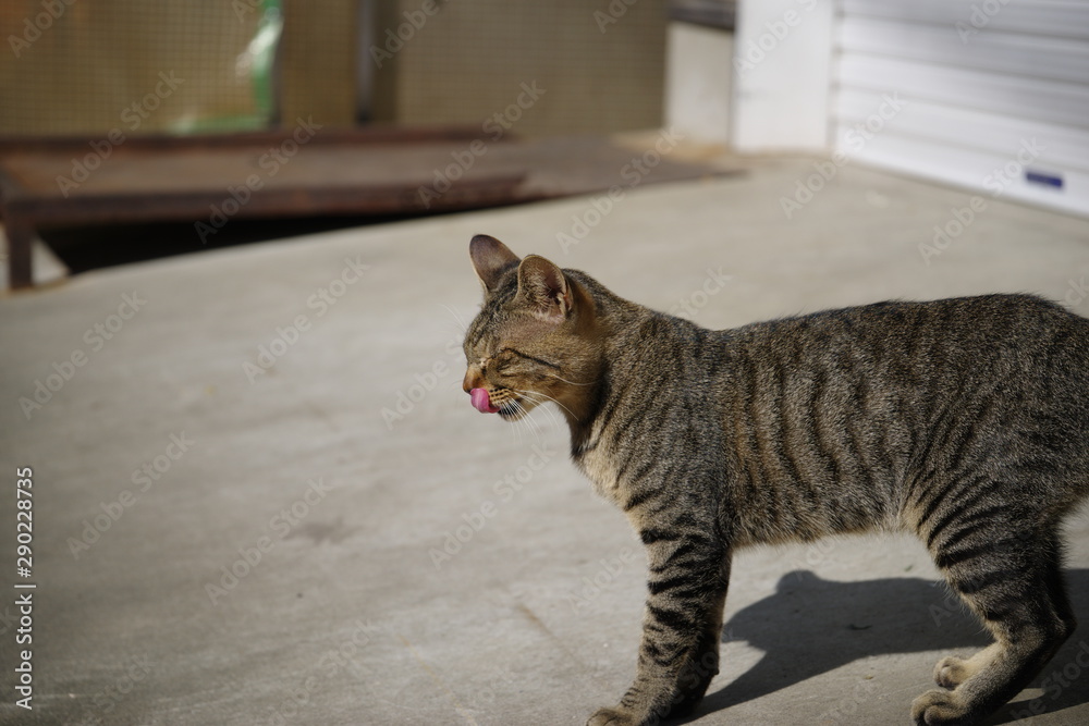 Fototapeta premium 路地の猫