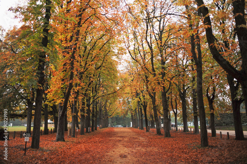 Paris street with autumn leaf  yellow tree on street 