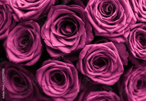 Canvastavla Luxury bouquet of purple roses, flowers in bloom as floral holiday background