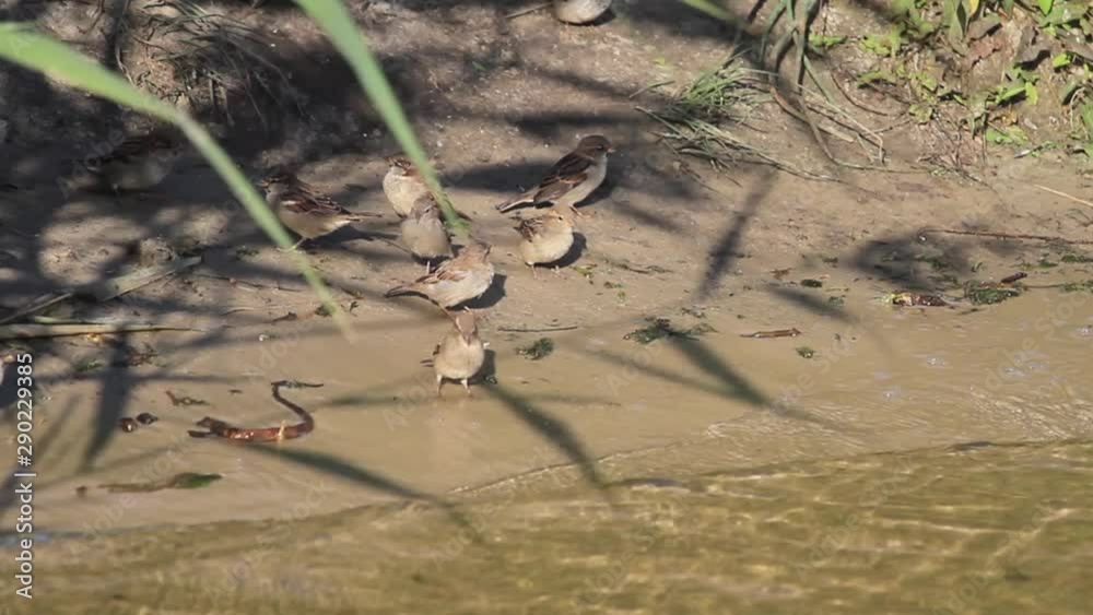 flock of sparrows flew to the riverbank to a watering hole flock of sparrows flew to the riverbank to a watering hole