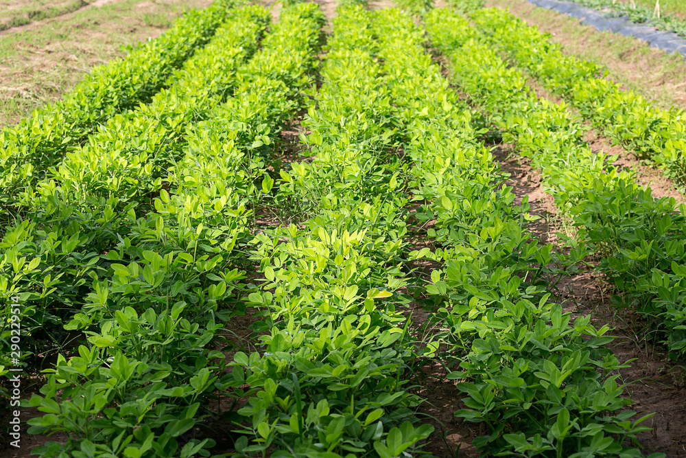 Bean plant