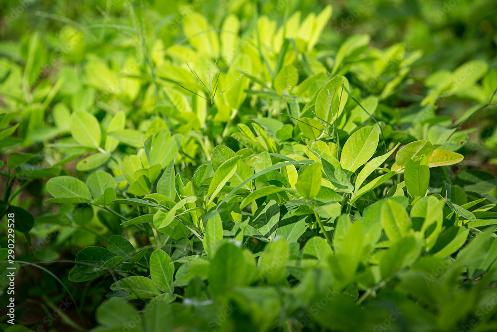 Bean plant Bean plant