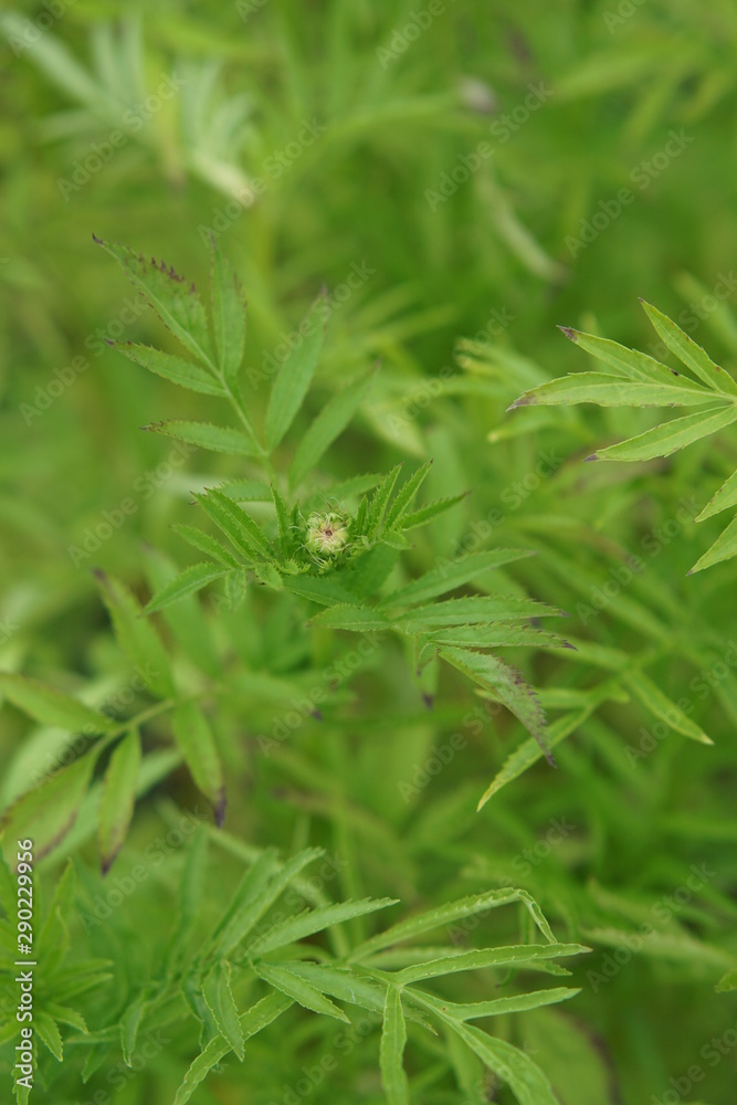 Unopened marigold bud