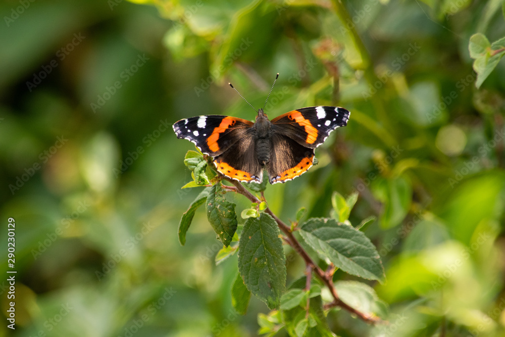 Red Admiral Butterfly resting on a branch Red Admiral Butterfly resting on a branch