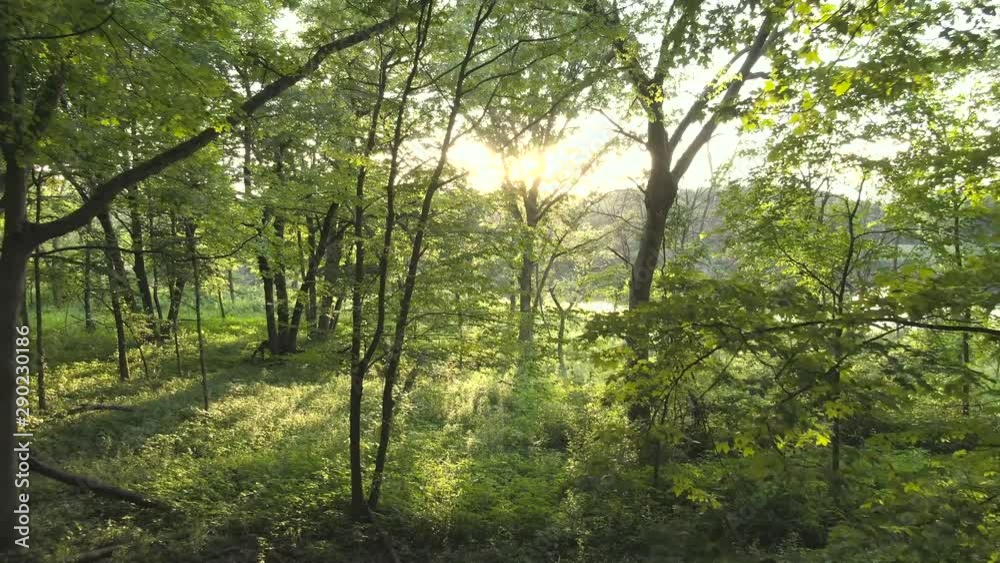 A reverse moving aerial in between trees and rich thick foliage in a forest during sunset.The sun peeks through the rich vegetation creating sun flares. A reverse moving aerial in between trees and rich thick foliage in a forest during sunset.The sun peeks through the rich vegetation creating sun flares.