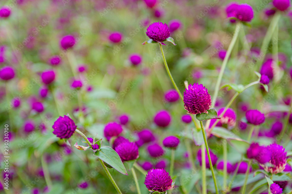 Purple flowers, purple marigolds in a flower bed closeup. Flowers at sunset, soft focus. Purple flowers, purple marigolds in a flower bed closeup. Flowers at sunset, soft focus.