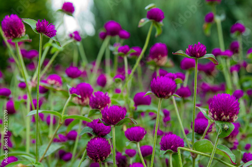 Purple flowers  purple marigolds in a flower bed closeup. Flowers at sunset  soft focus.