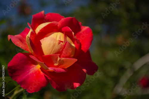 Red roses bloom in the rose garden on the background of red roses flowers in the sunset. Soft focus.