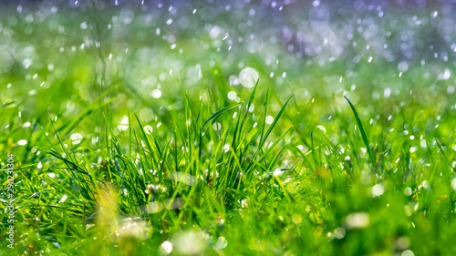 Green grass under water drops sun day light close up bokeh green