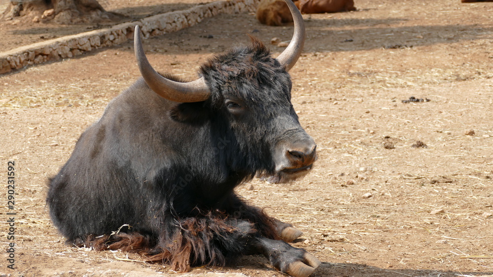 Bue tibetano. Yak con pelo lungo sdraiato sull'erba Bue tibetano. Yak con pelo lungo sdraiato sull'erba
