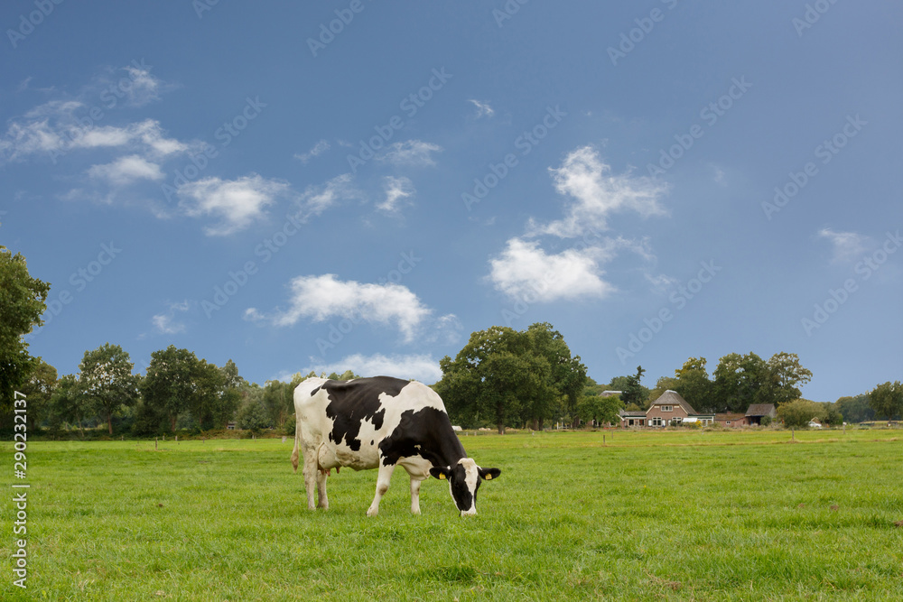 Beautiful grazing black-white cow in a green farm field