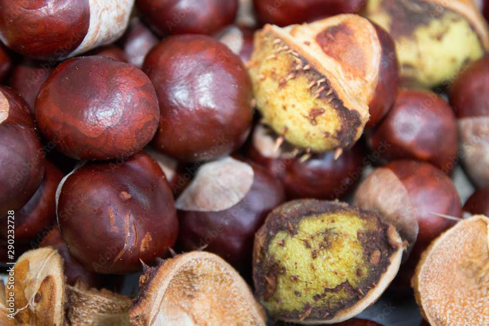 Chestnut Chestnut