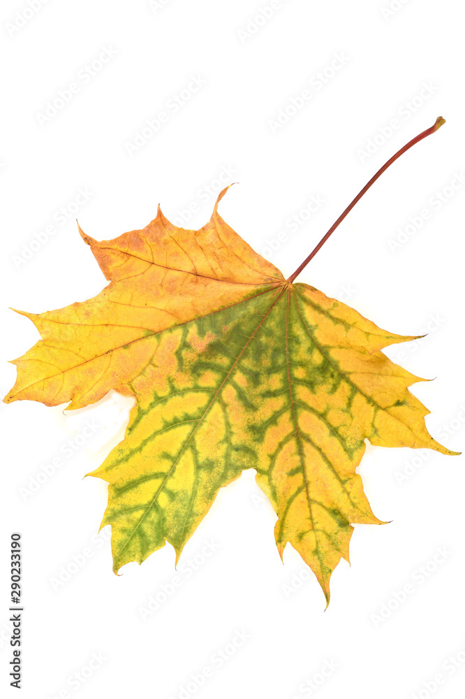 Autumn maple leaf over a white background.. Autumn maple leaf over a white background..