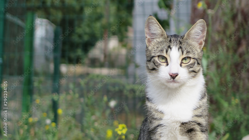 Stray cat in Turkey, cute cat in the park