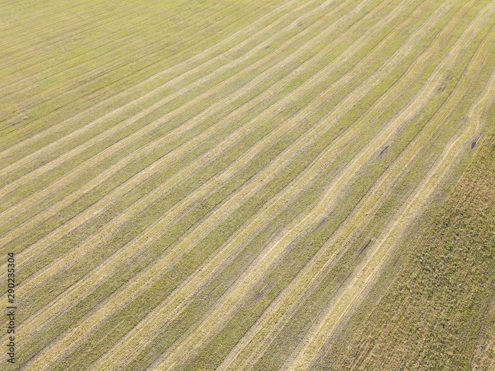 Aerial top view of a farm field with tracks after harvesting from a drone. Trails looks like parallel lines in yellow grass. Perspective view.