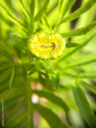 closeup of flower on green background