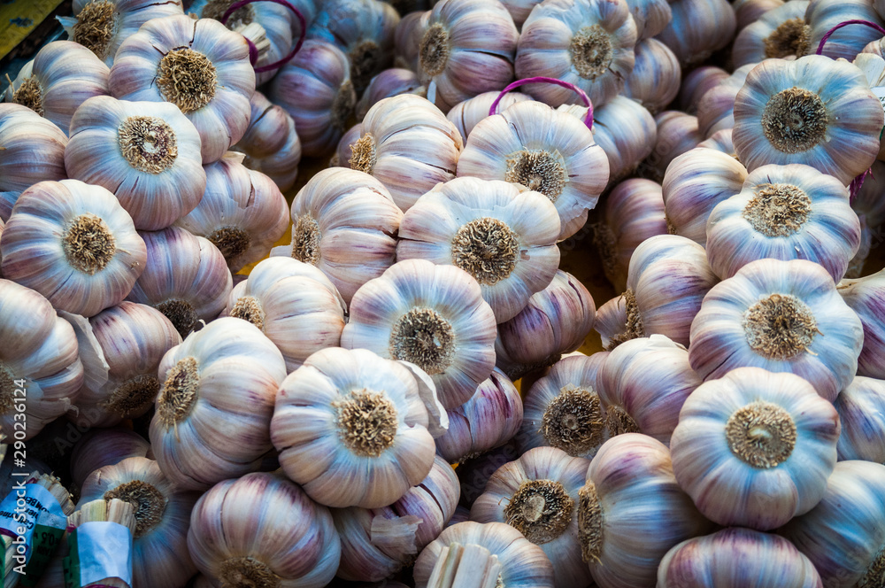 Fresh garlic for sale.