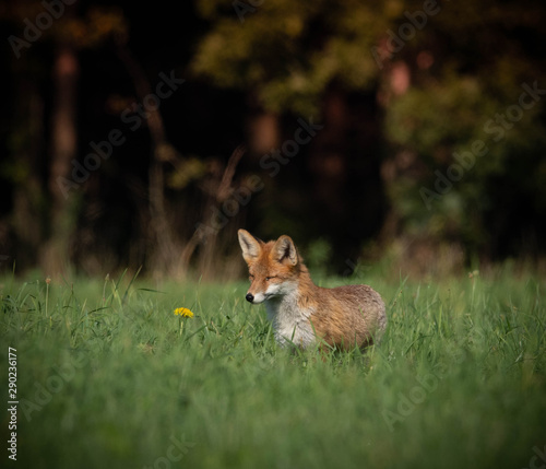 beautiful red fox in wooded meadow with dandelion flower, autumnal forest in the background 