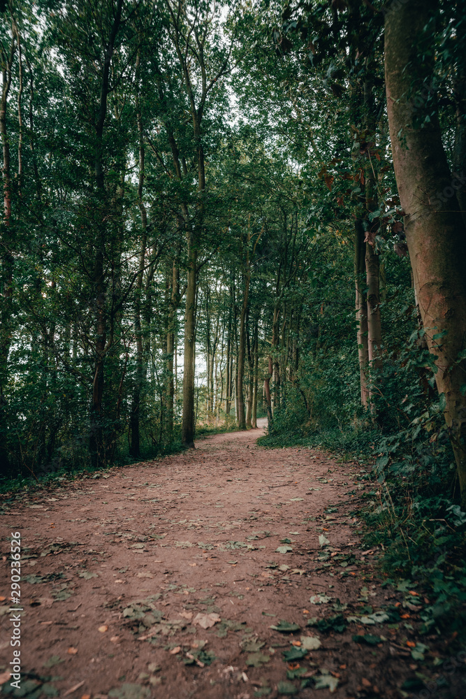 Naklejka premium path in forest