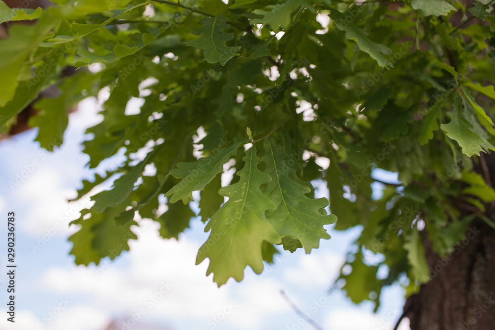 Oak leaves. Spotty sunlight illuminated on oak leaves gives green shades of light and shade in the spring forest. Young leaves Oak leaves. Spotty sunlight illuminated on oak leaves gives green shades of light and shade in the spring forest. Young leaves
