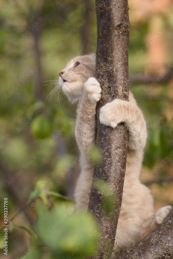 Fototapeta premium cat embracing a tree branch, cute ginger kitten playing in nature, funny animals