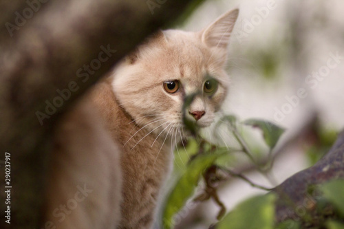 red cat hunting on nature hiding behind trees and foliage, wild life of pets, animal habits
