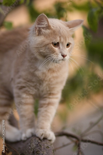 Fototapeta Naklejka Na Ścianę i Meble -  cute confused cat on tree branch , funny animals, kitten walking outdoors