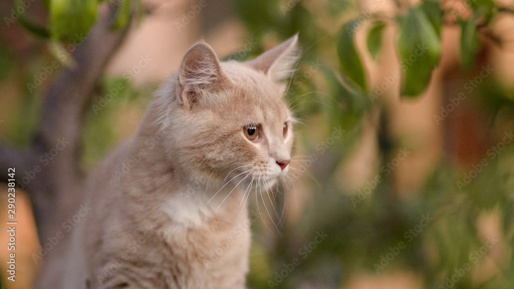 Fototapeta premium red cat among the foliage of a tree, a pet walking outdooors