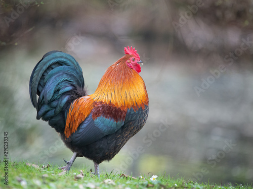 A proud wild rooster with beautiful feathers in the Western Spring park